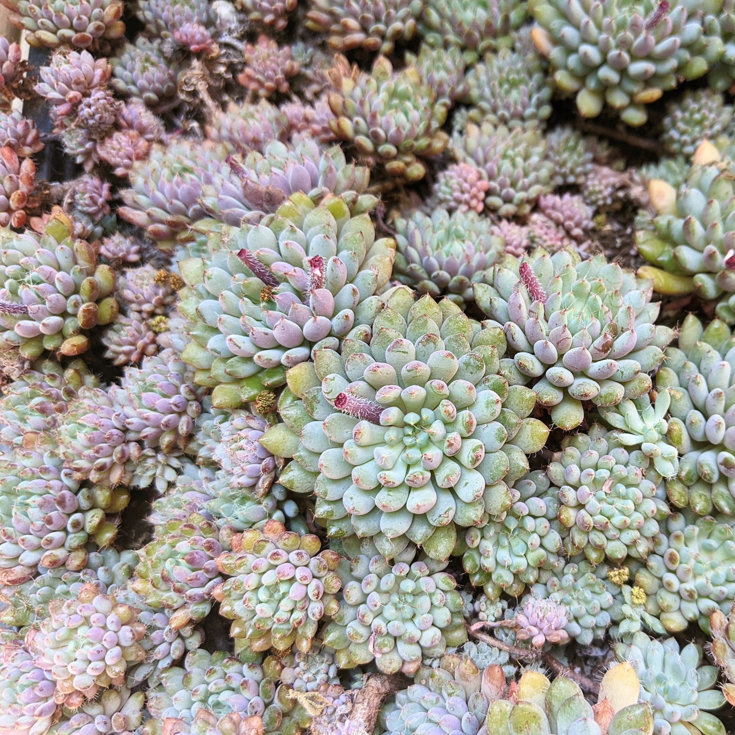 Echeveria Setosa v. Deminuta