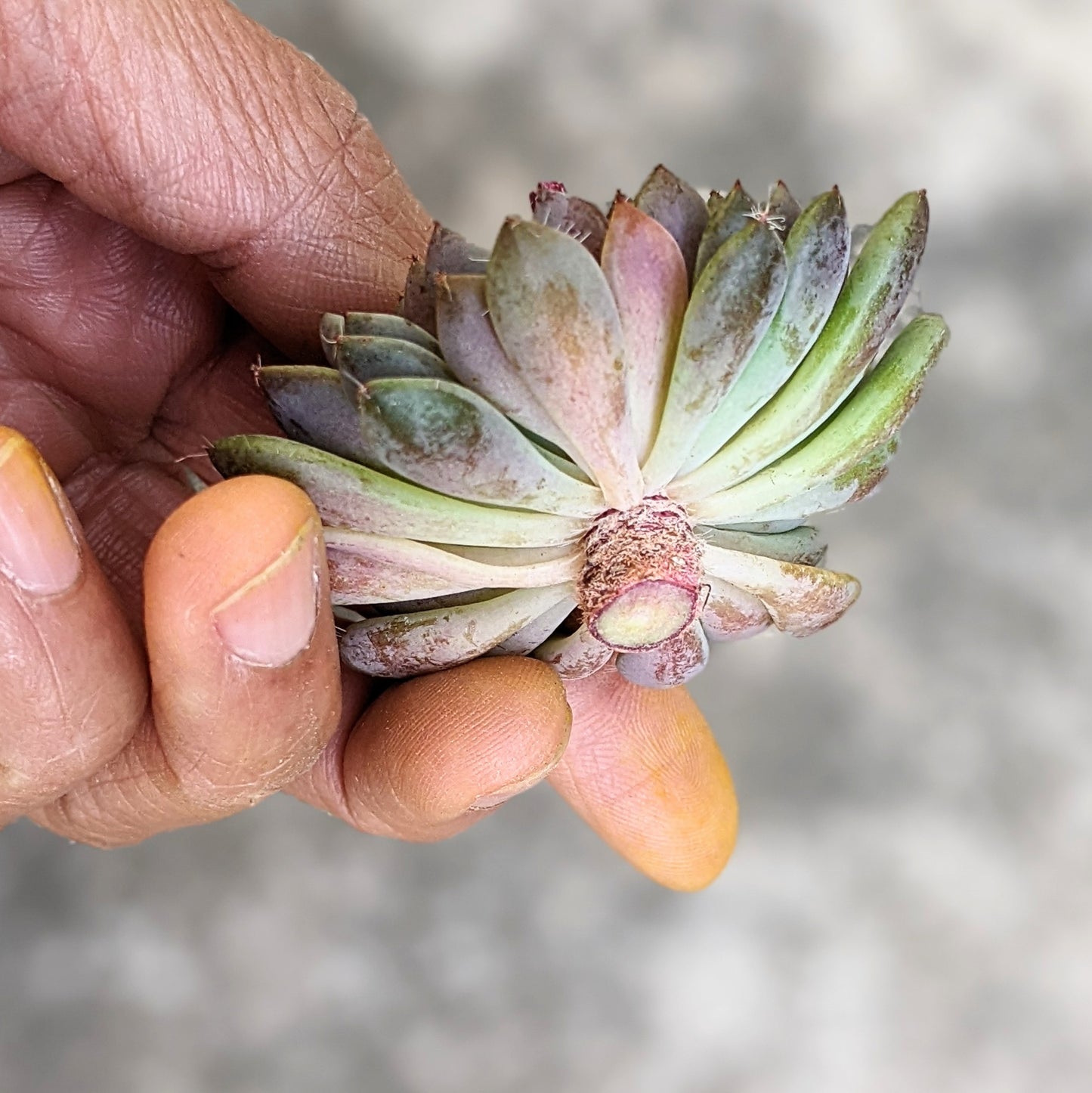 Echeveria Setosa v. Deminuta