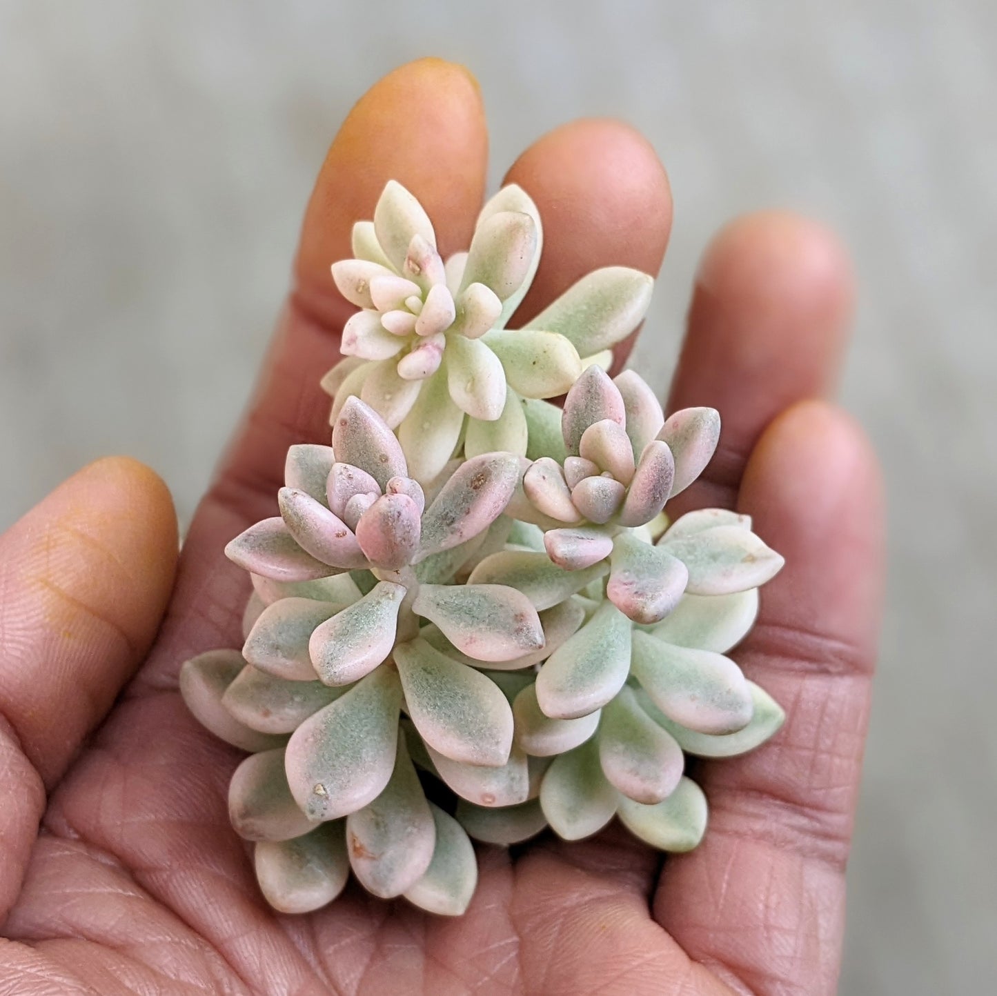 Graptopetalum Mirinae Variegated