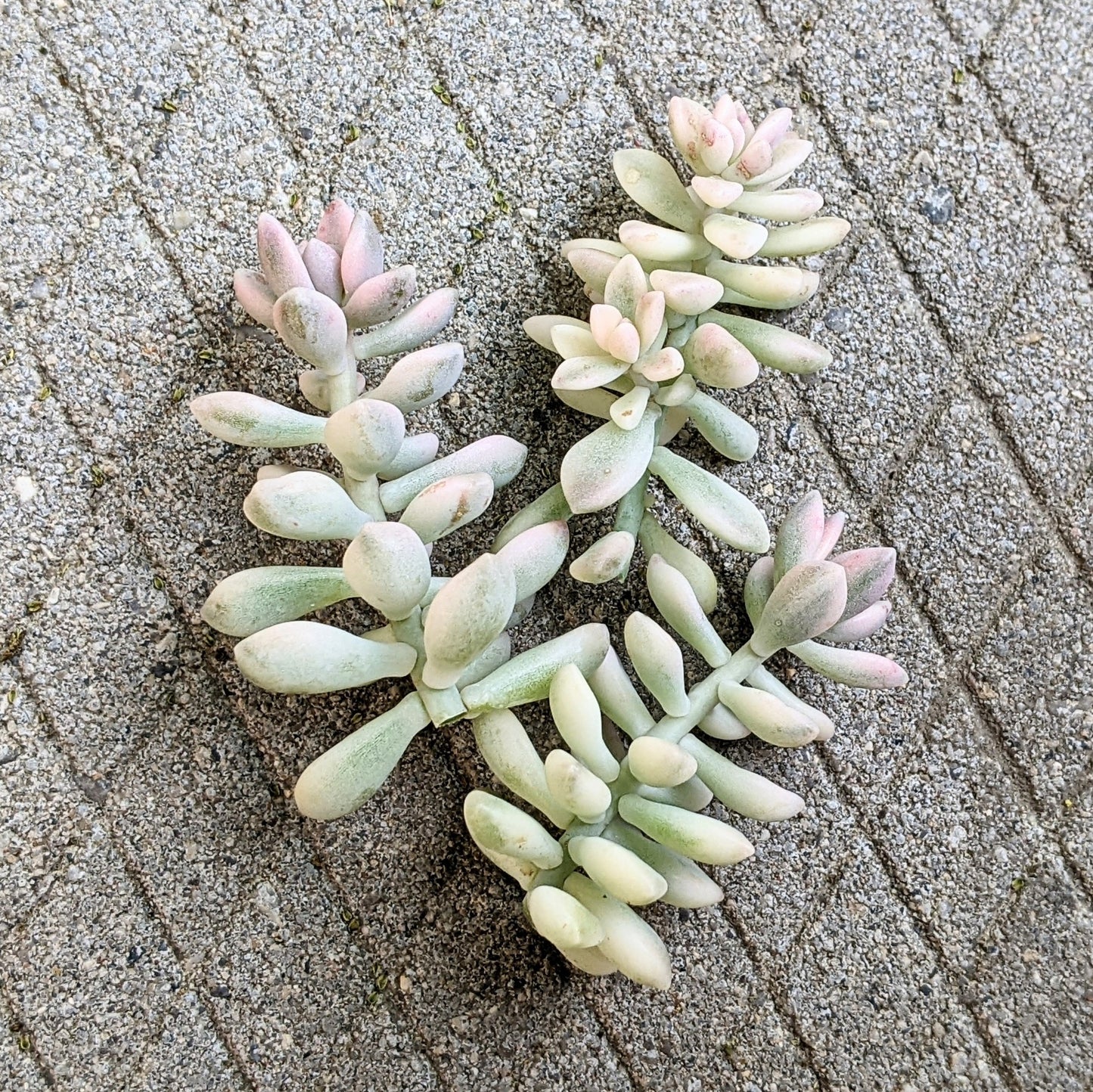 Graptopetalum Mirinae Variegated