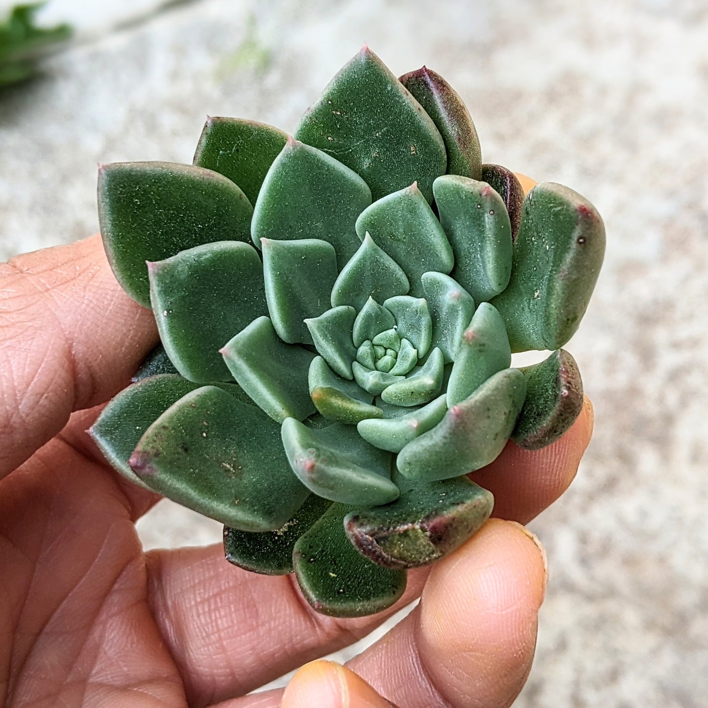 Graptopetalum Vega