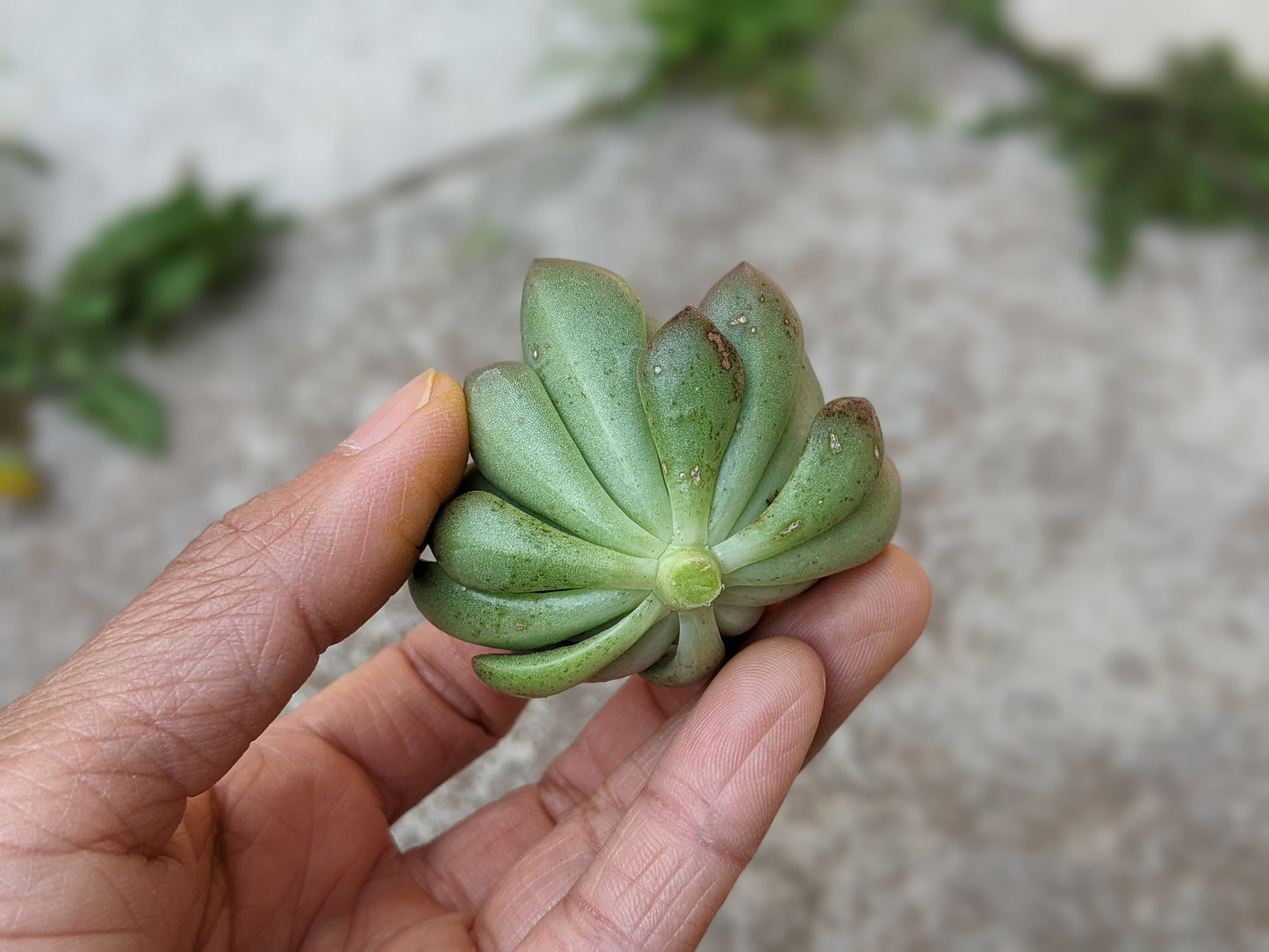 Graptopetalum Vega