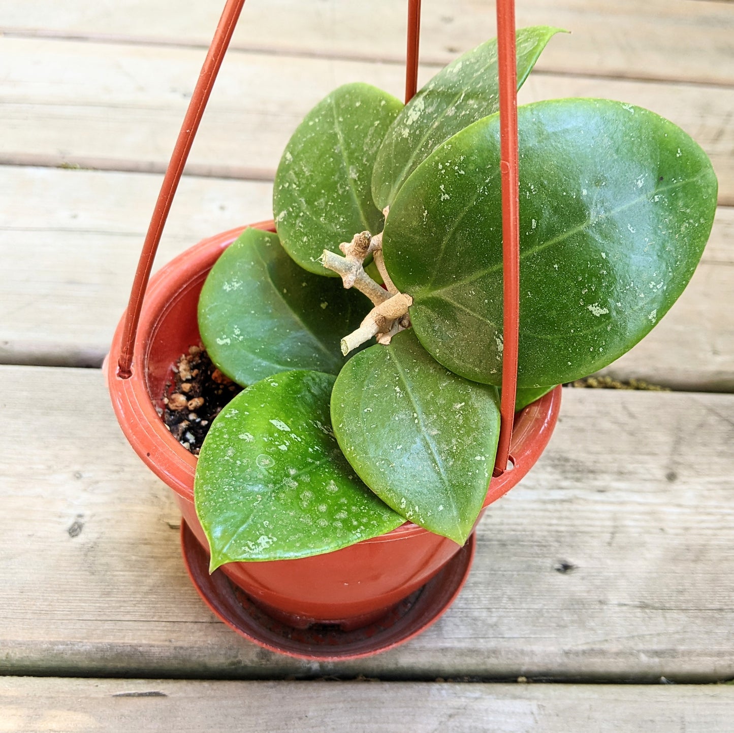 Hoya Parasitica Heart Leaves