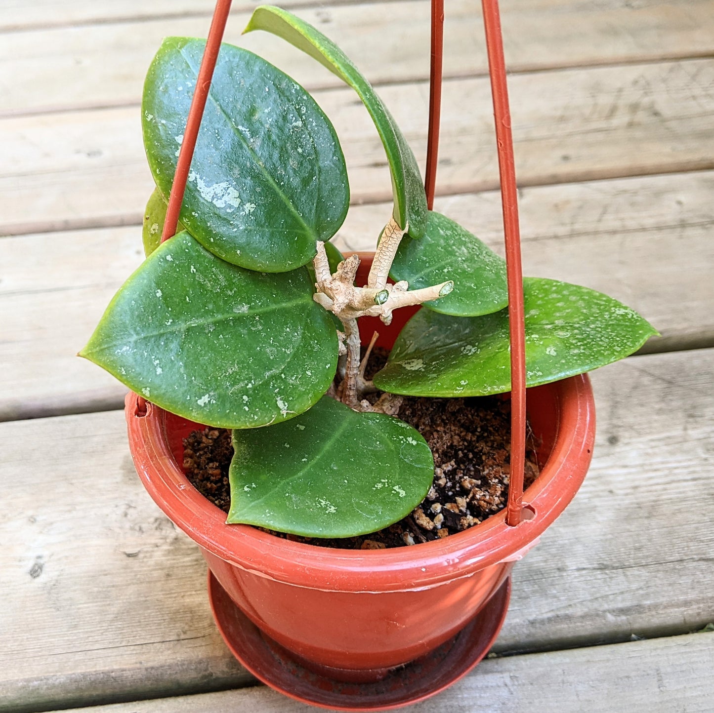 Hoya Parasitica Heart Leaves