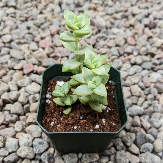 Crassula Rupestris ''Kebad Bush'' Variegata