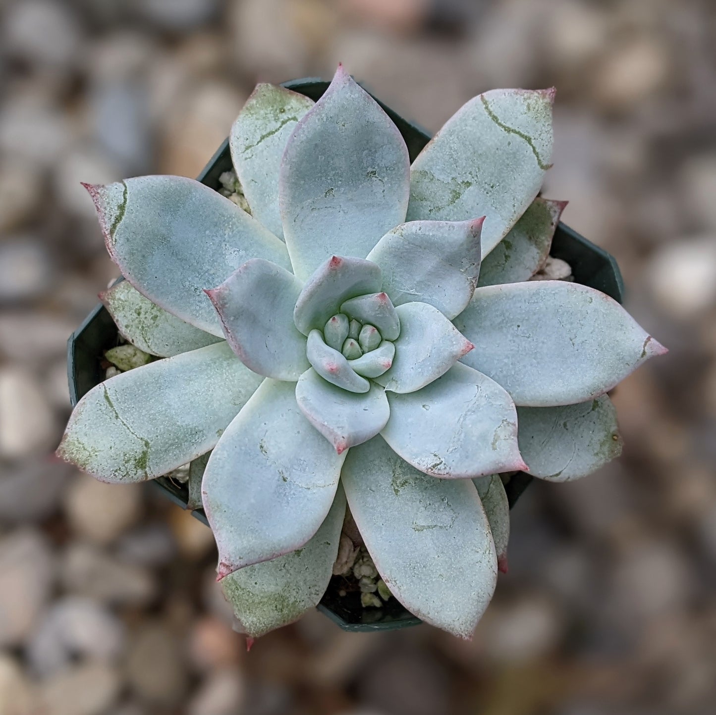 Echeveria 'Blue Bird'