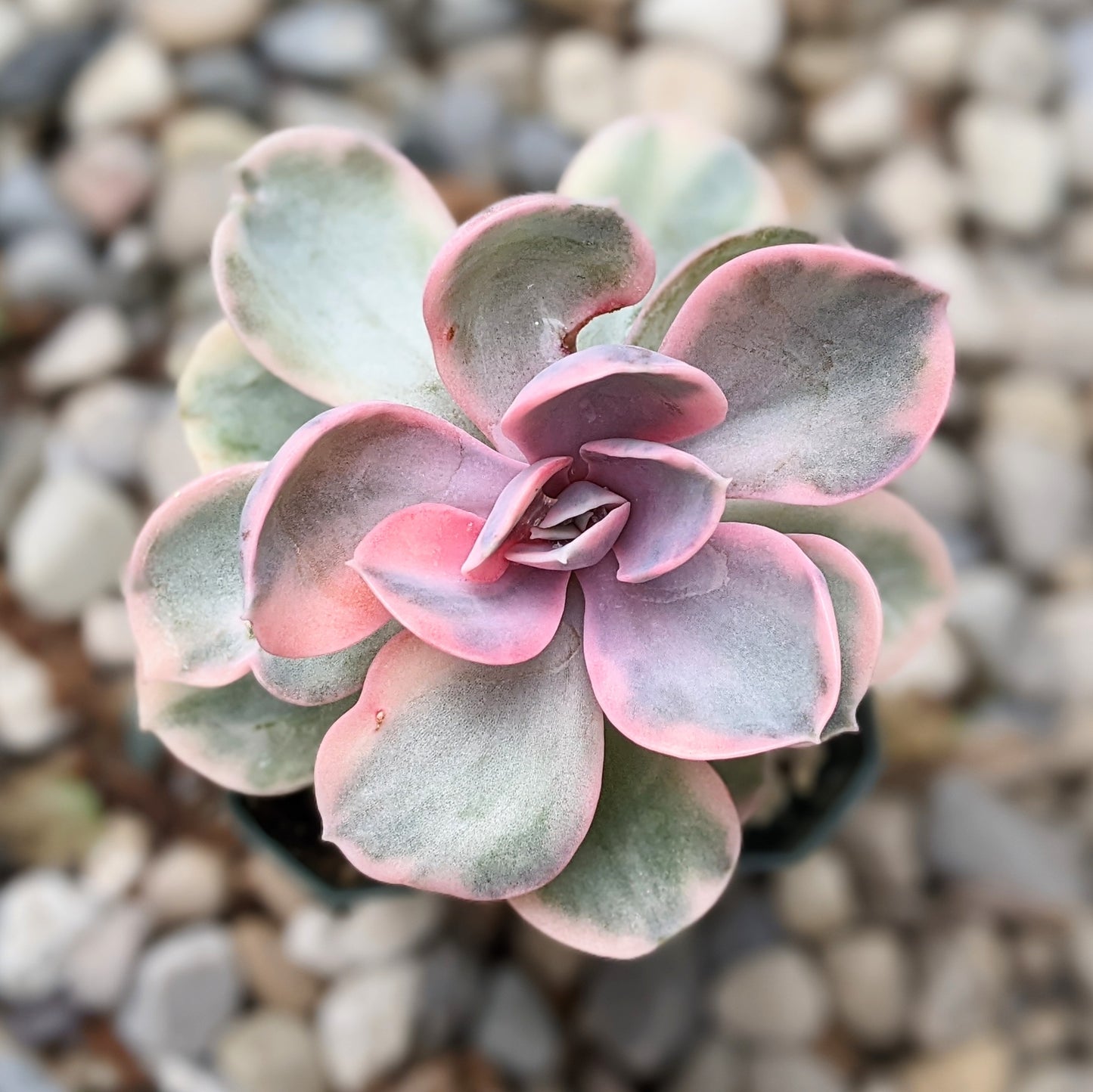 Echeveria Perle Von Nürnberg Variegata aka Echeveria Rainbow