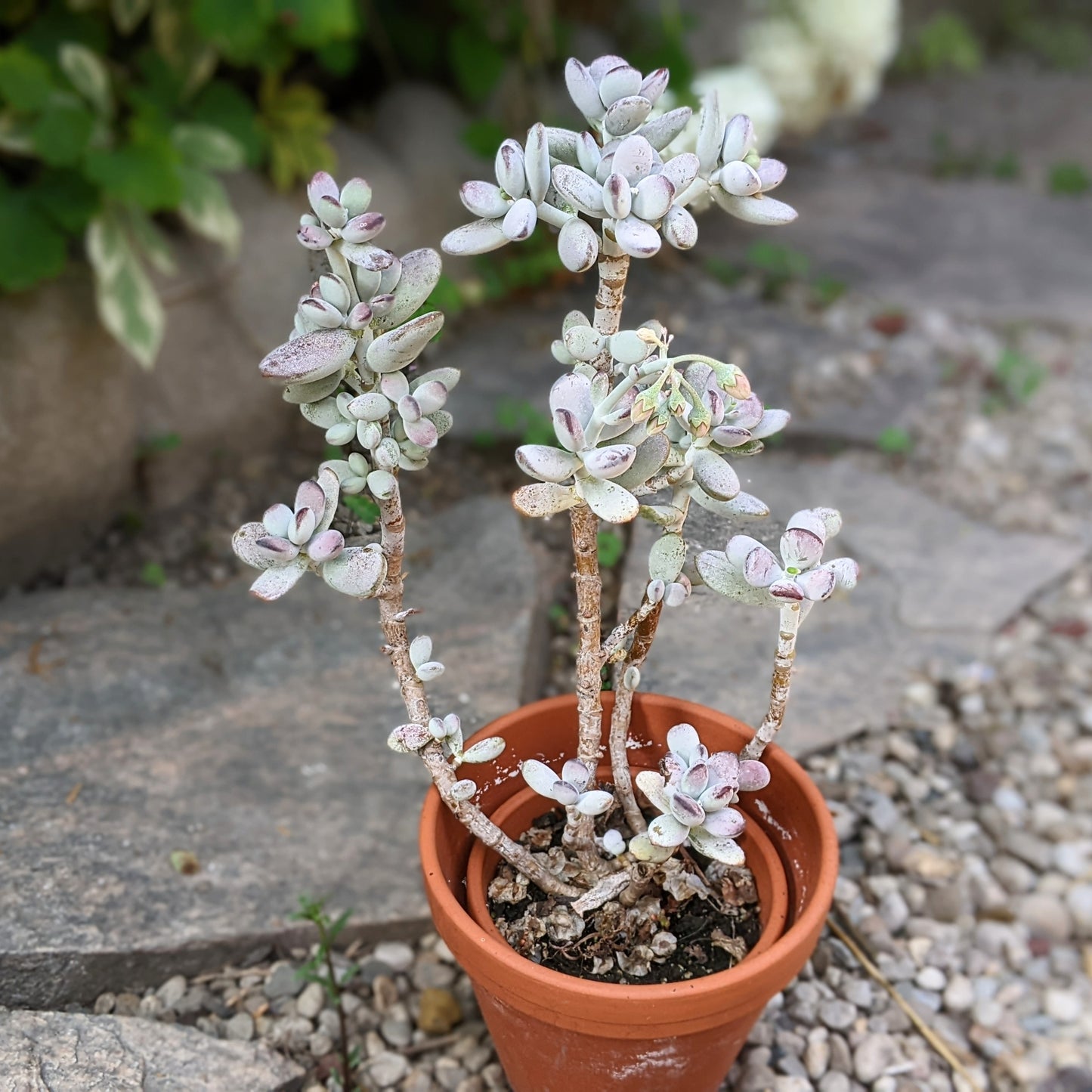 Cotyledon Orbiculata