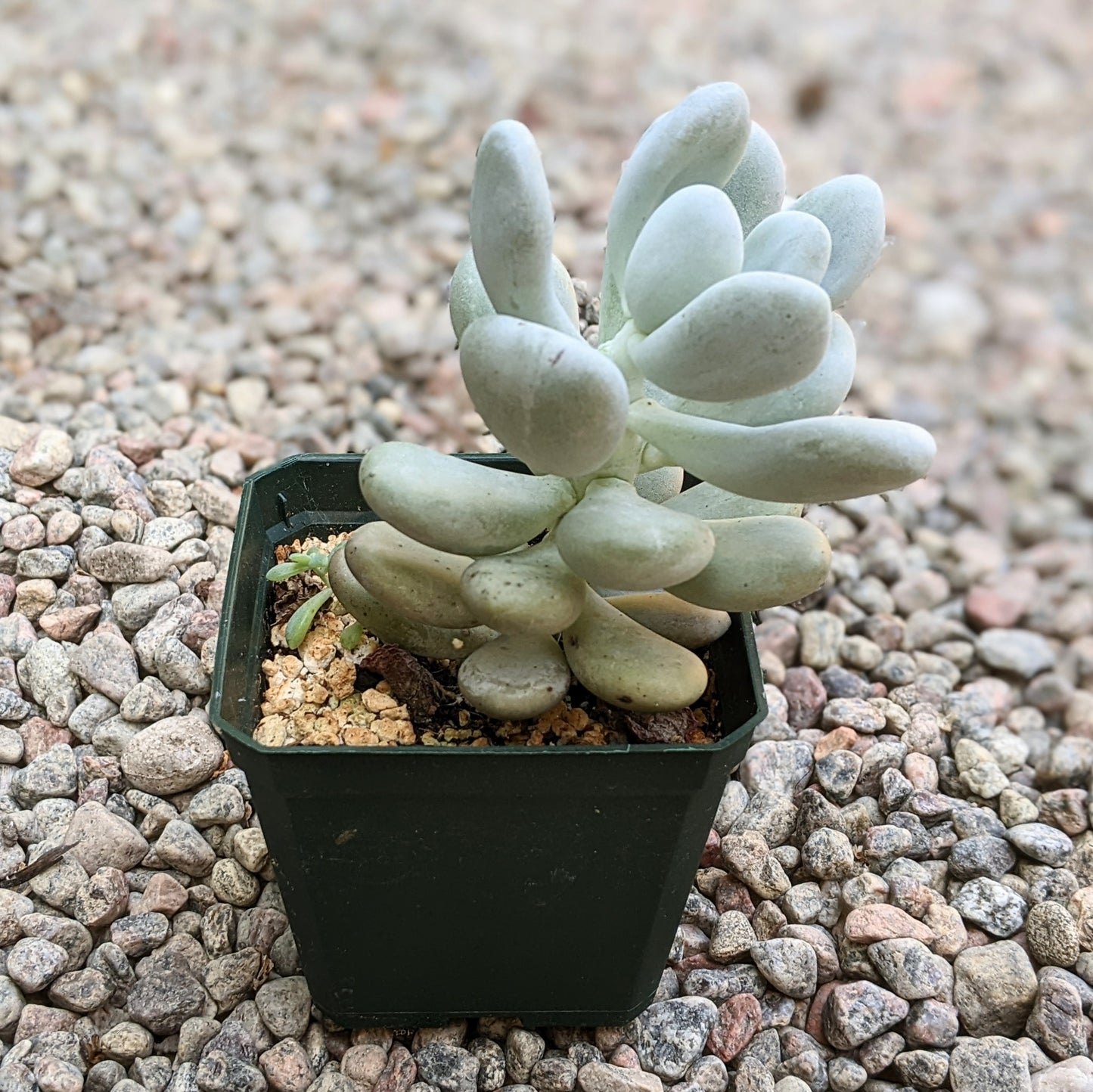 Pachyphytum Bracteosum