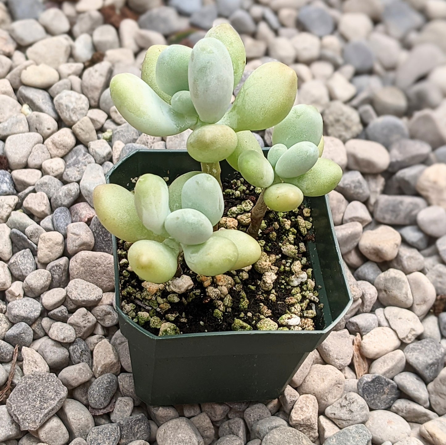 Pachyphytum Oviferum