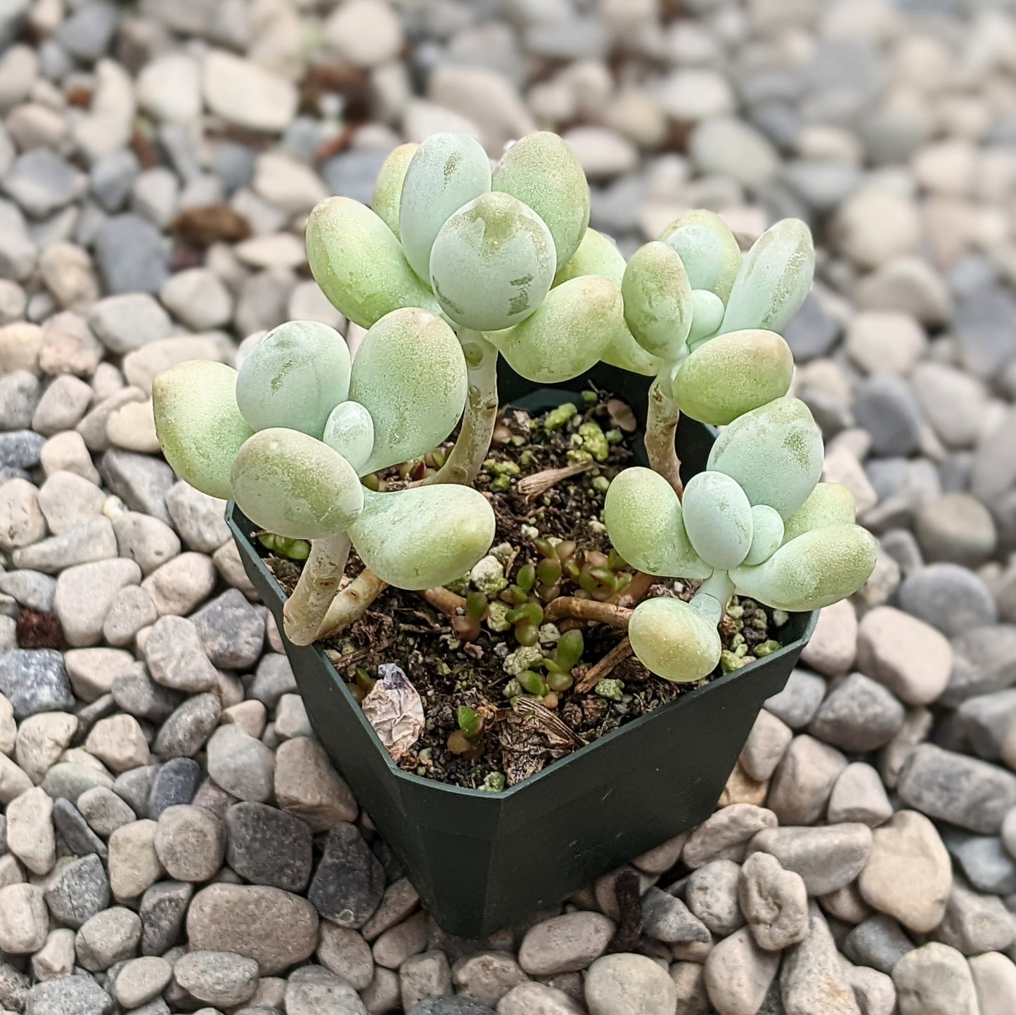 Pachyphytum Oviferum