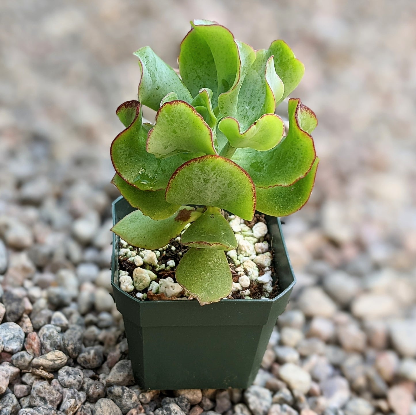 Crassula Arborescens Undulatifolia 'Blue Waves'