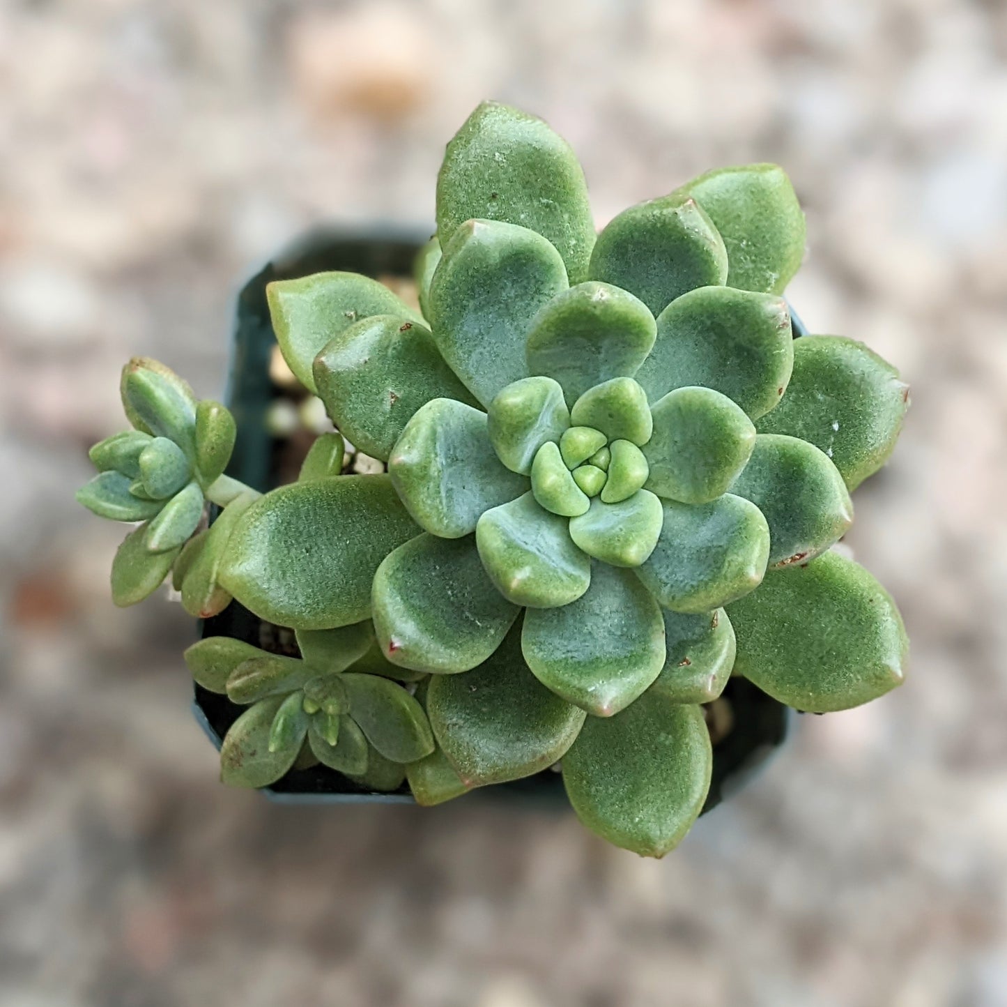 Cremnopetalum Apricot Dream