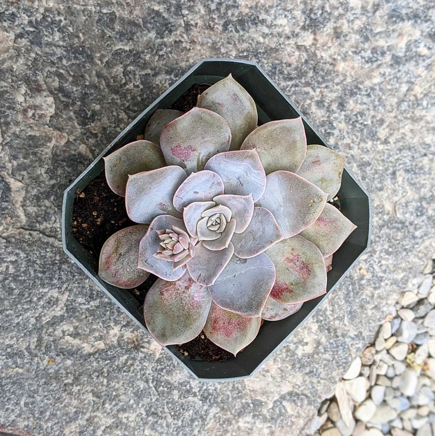 Echeveria Florence x Lauii