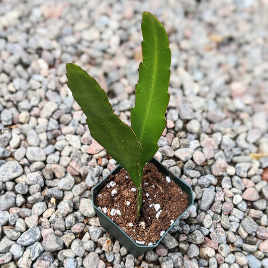 Epiphyllum Species