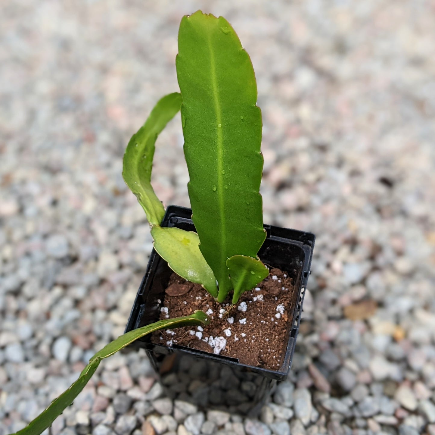 Epiphyllum Species