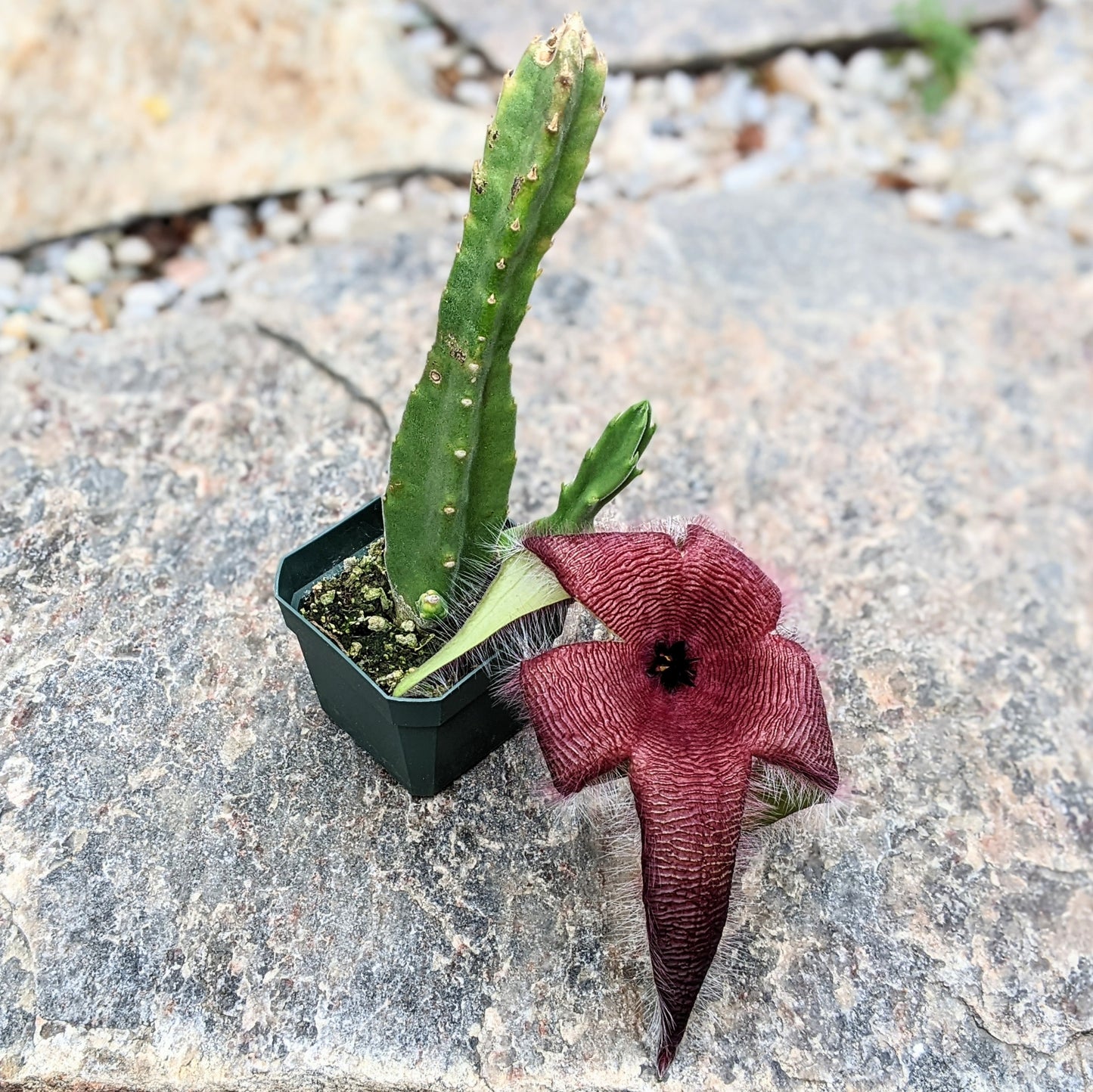 Stapelia Hirsuta