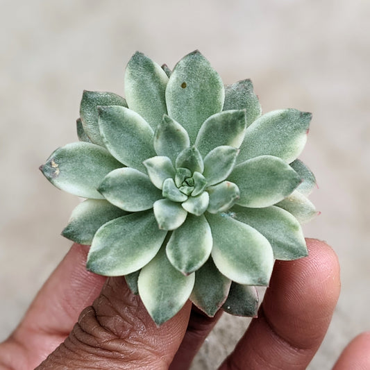 Echeveria Green Emerald Variegated
