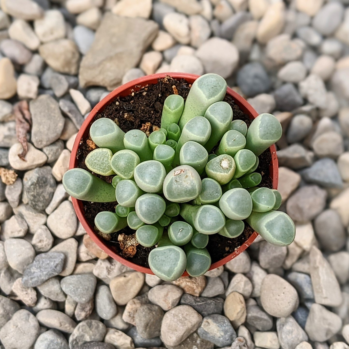 Fenestraria Aurantiaca "Baby Toes"