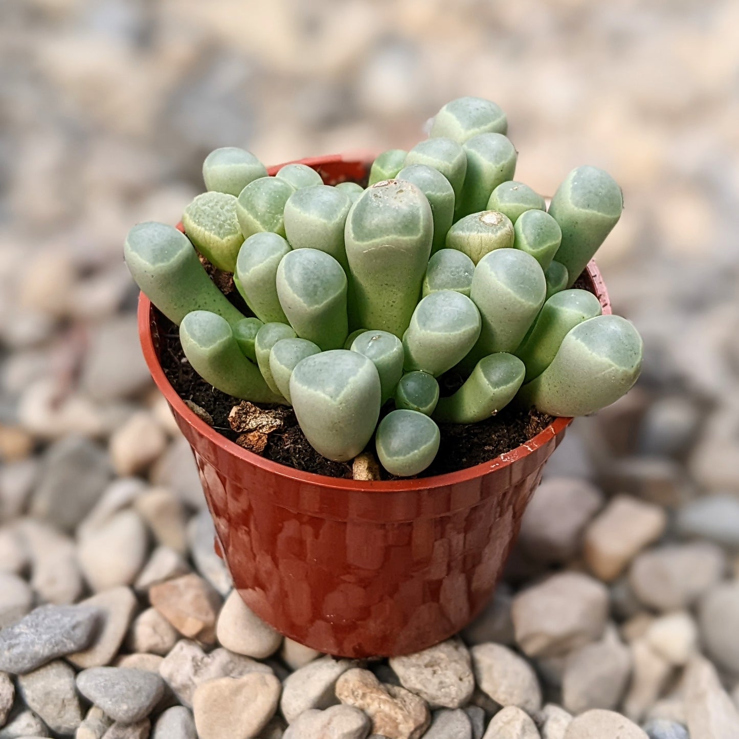 Fenestraria Aurantiaca "Baby Toes"