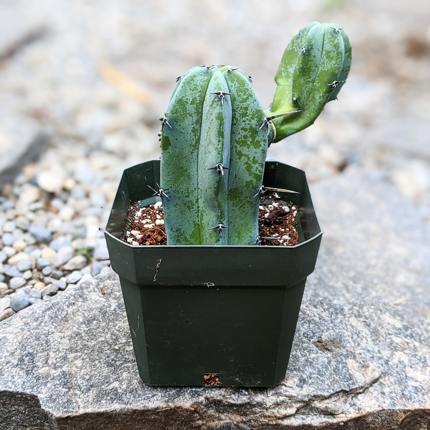 Blue Myrtle-Cactus