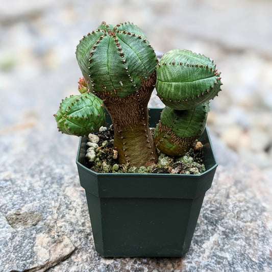 Euphorbia Pseudoglobosa