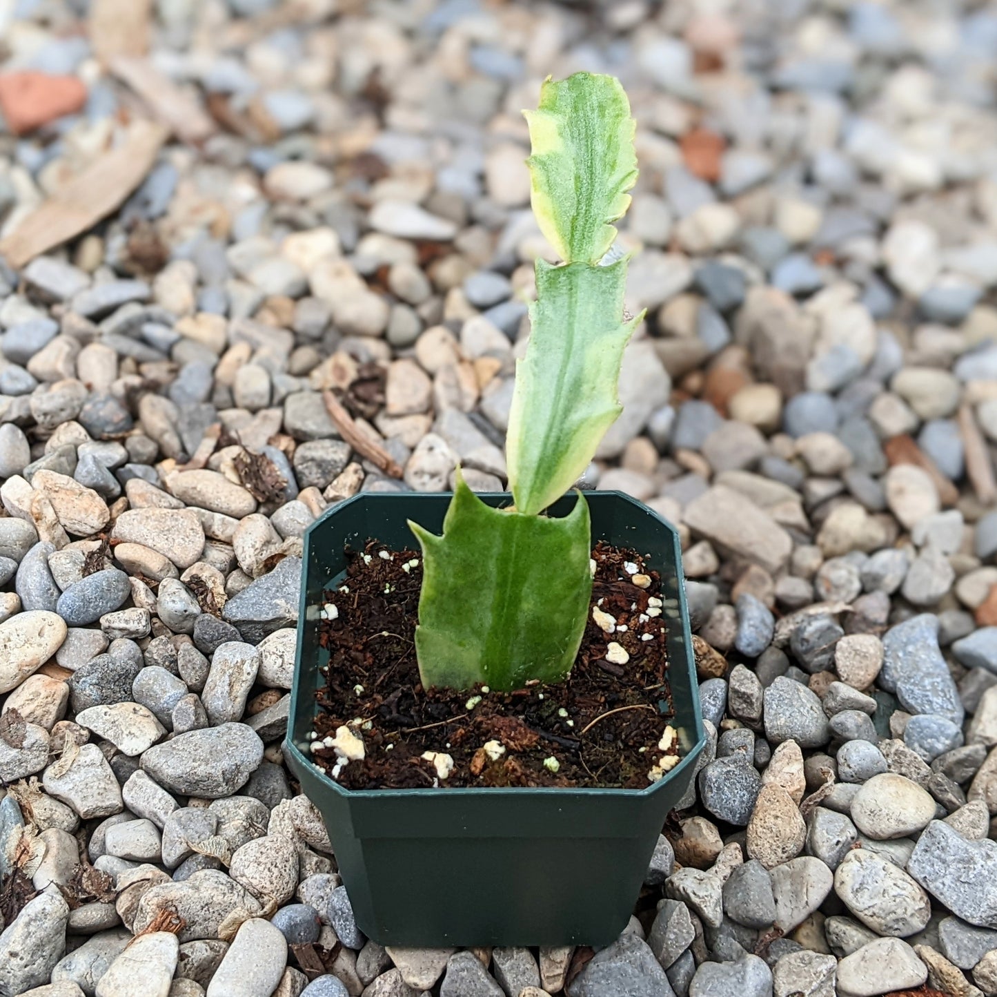 Schlumbergera Variegated Christmas Cactus