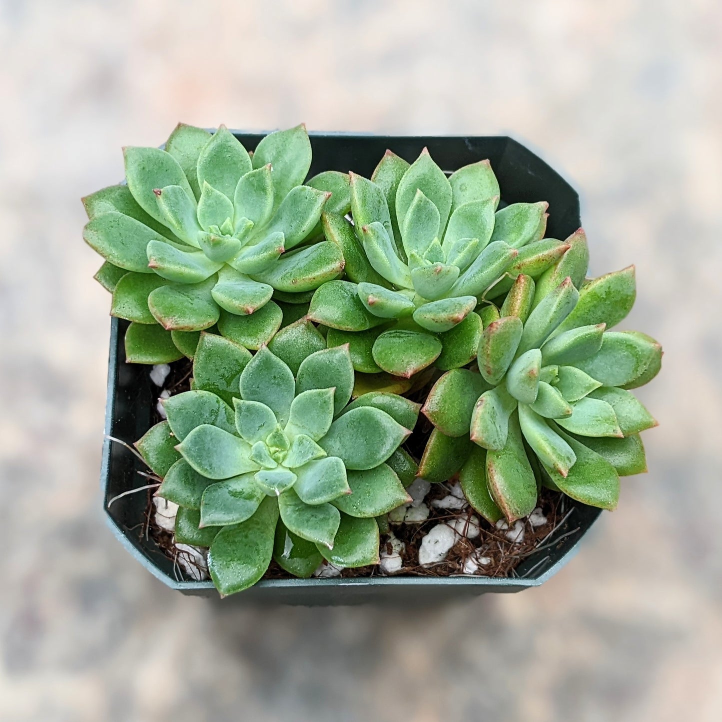 Echeveria Green Emerald
