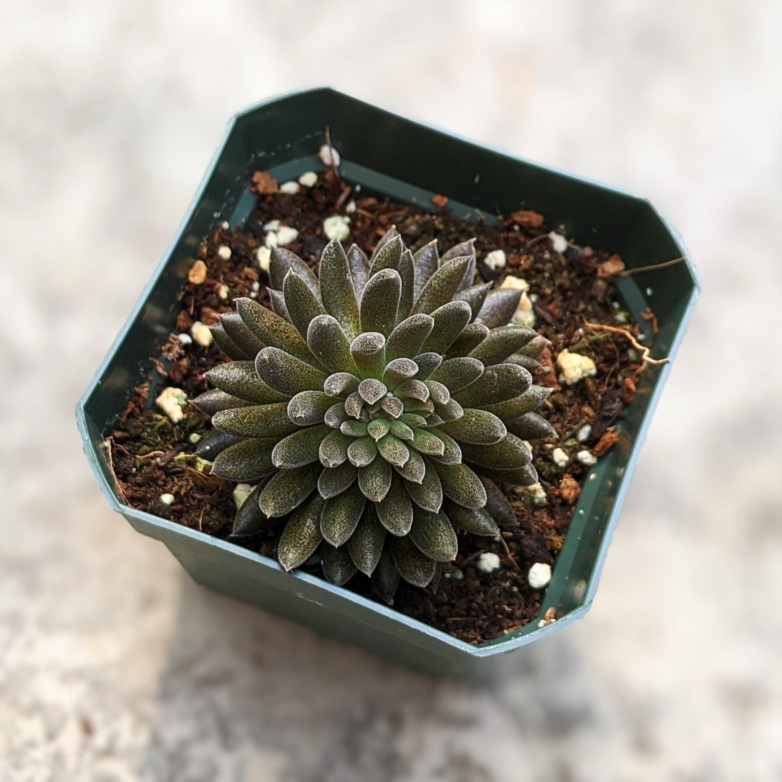 chinese jade plant black Buy Sinocrassula Yunnanensis – Striking Black Succulent with Dense Rosettes – Grow Something