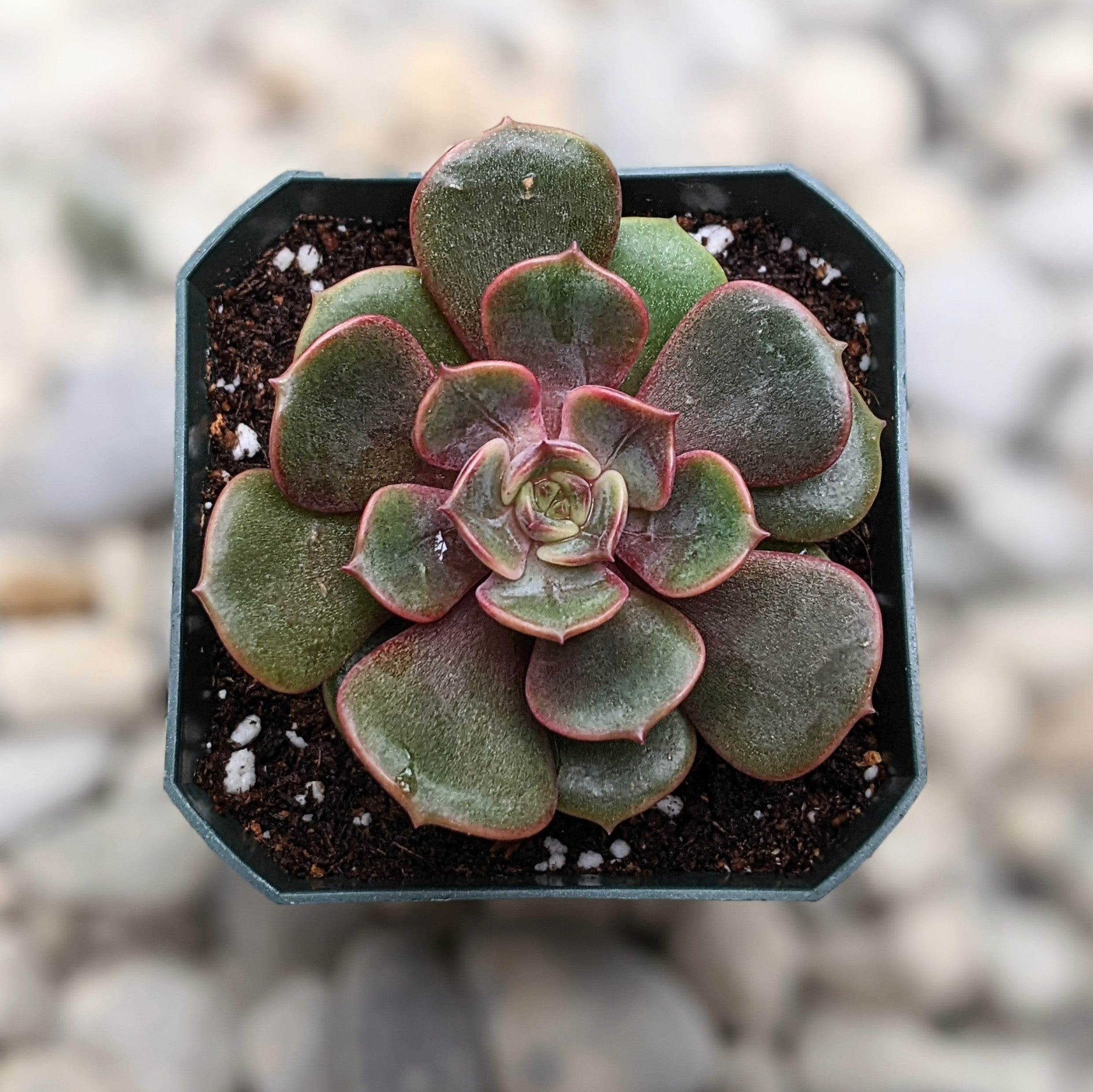 vampire red ball succulent Echeveria 'Vampire Red Ball' – Bold Red Succulent Rosette – Grow Something