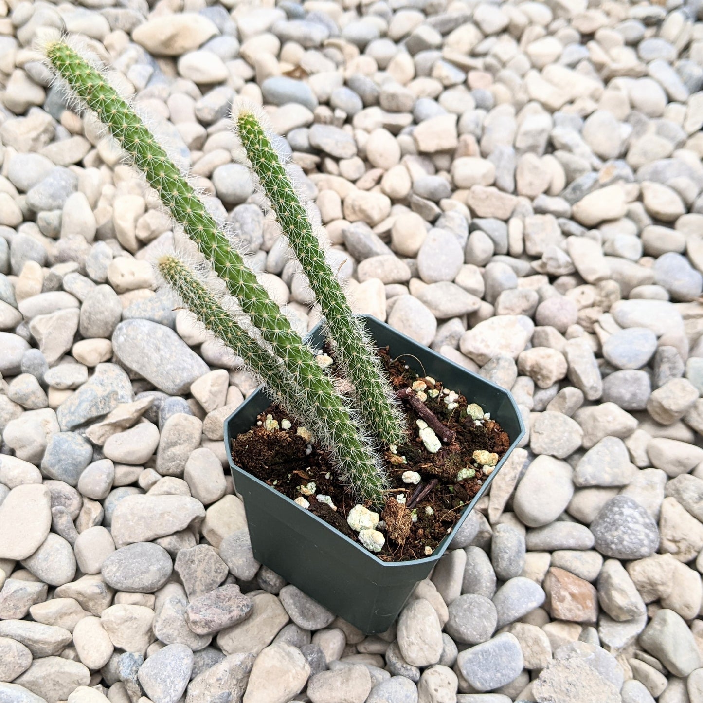 Disocactus Flagelliformis aka Rat Tail Cactus