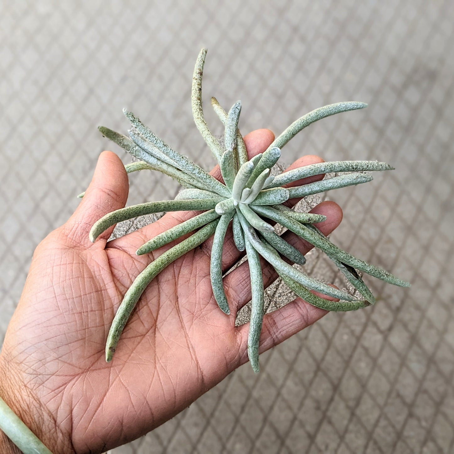 Senecio Scaposus or Caputia Scaposa 'Silver Coral'