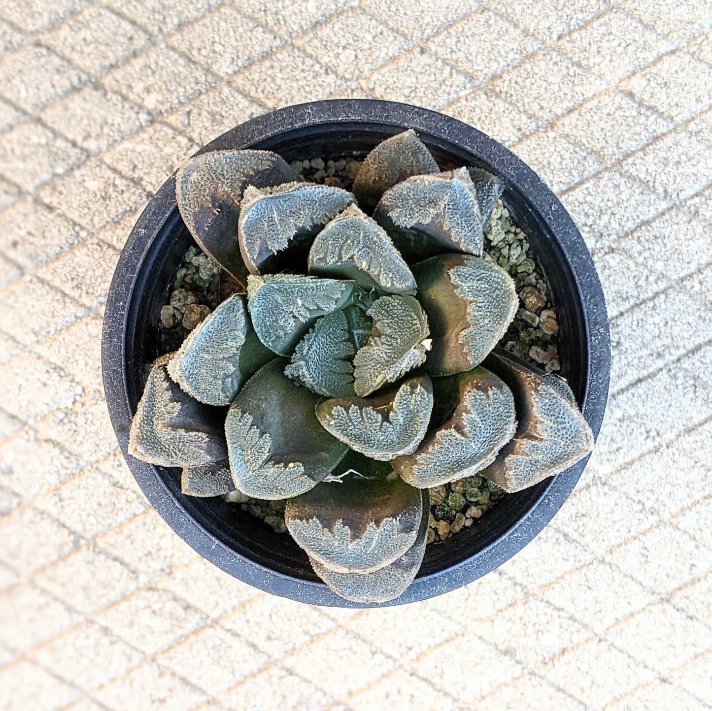 Haworthia Truncata Species 02