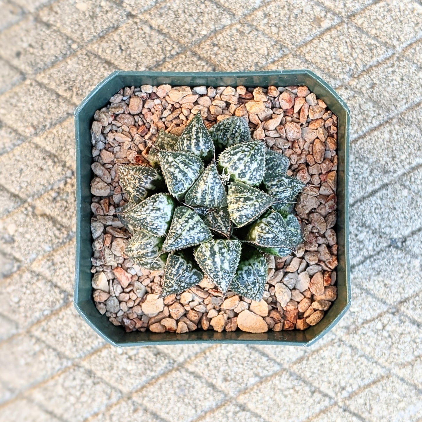 Haworthia Yuki Keshiki