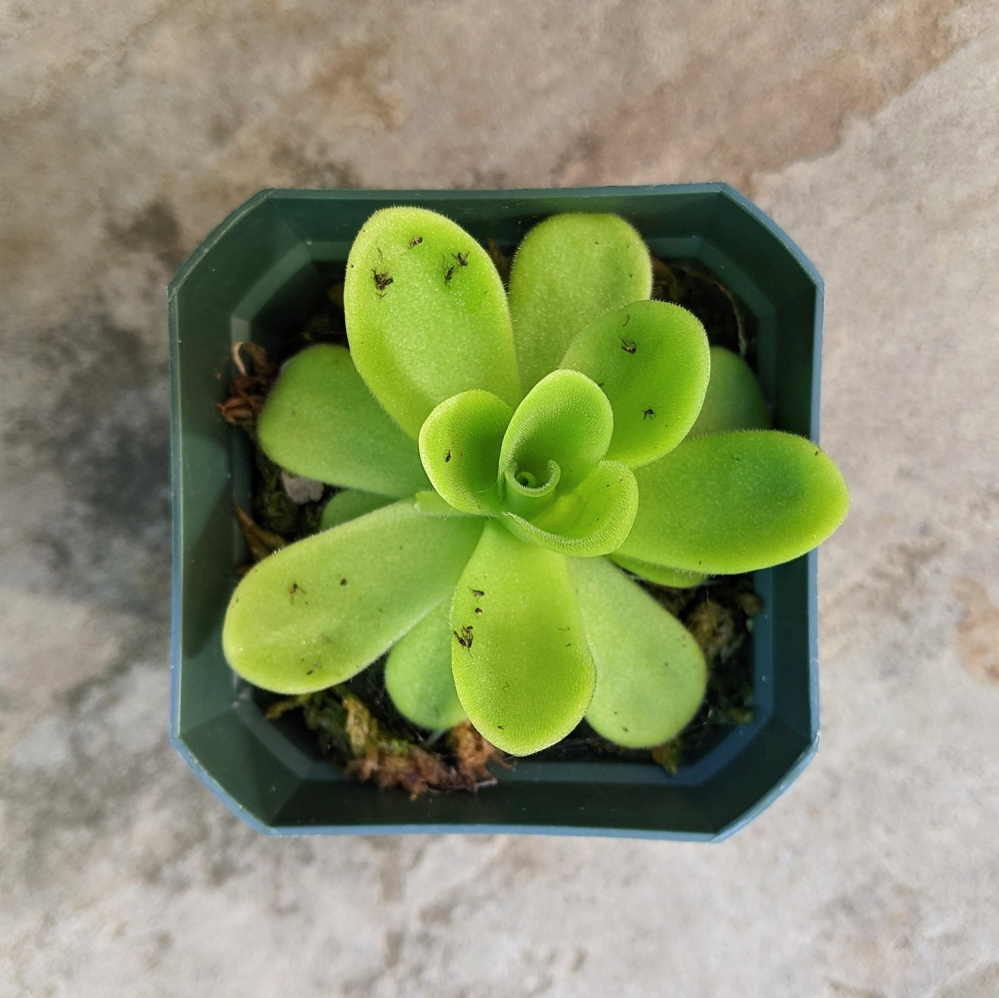 Pinguicula Agnata