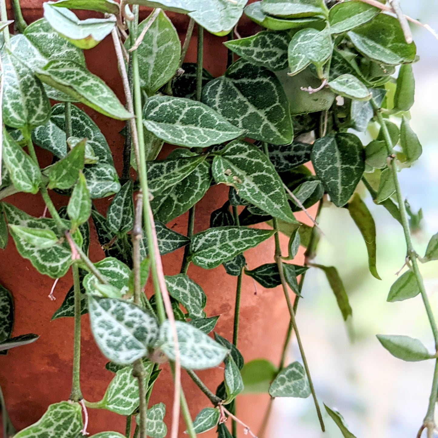 Ceropegia woodii - String of Spades