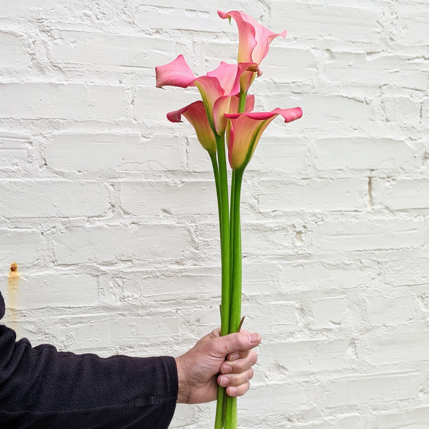 Mixed Colour Calla Lily Bunches