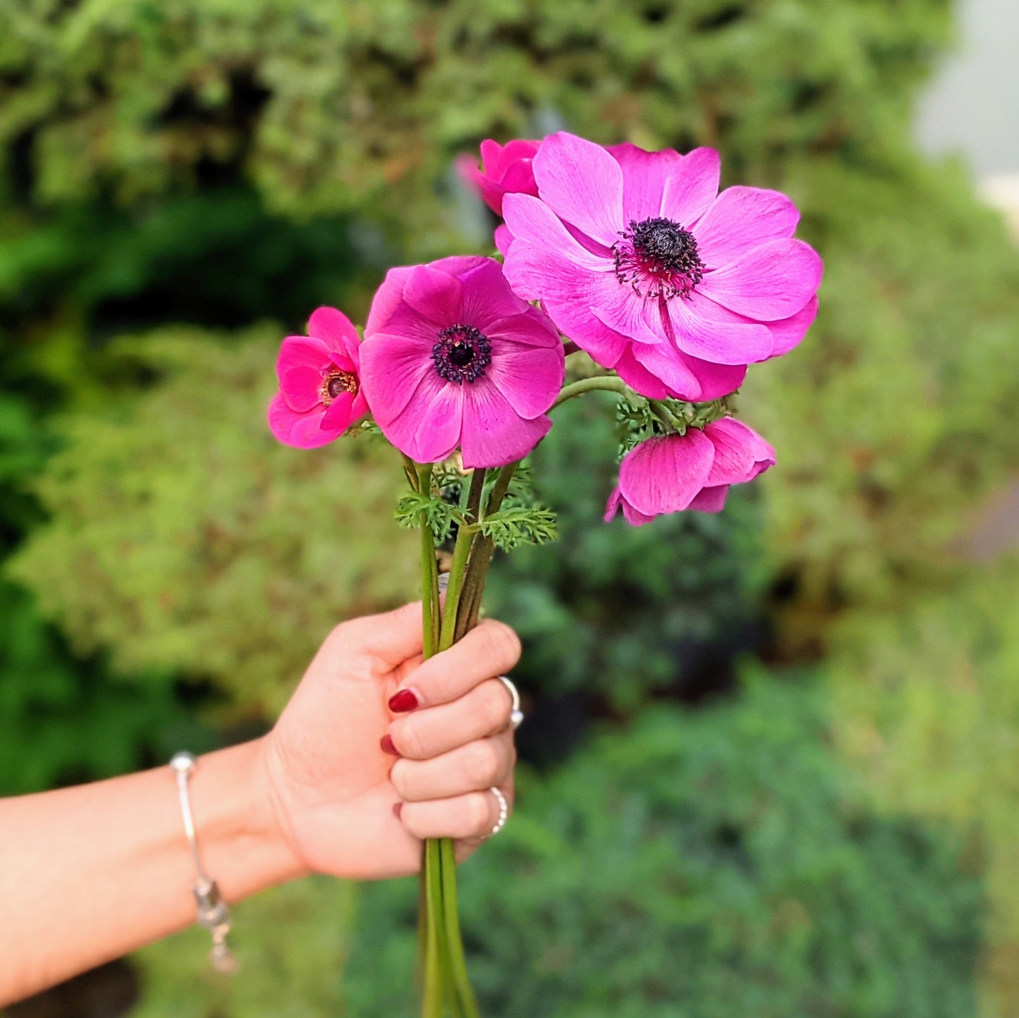 Anemone ‘Sylphide’