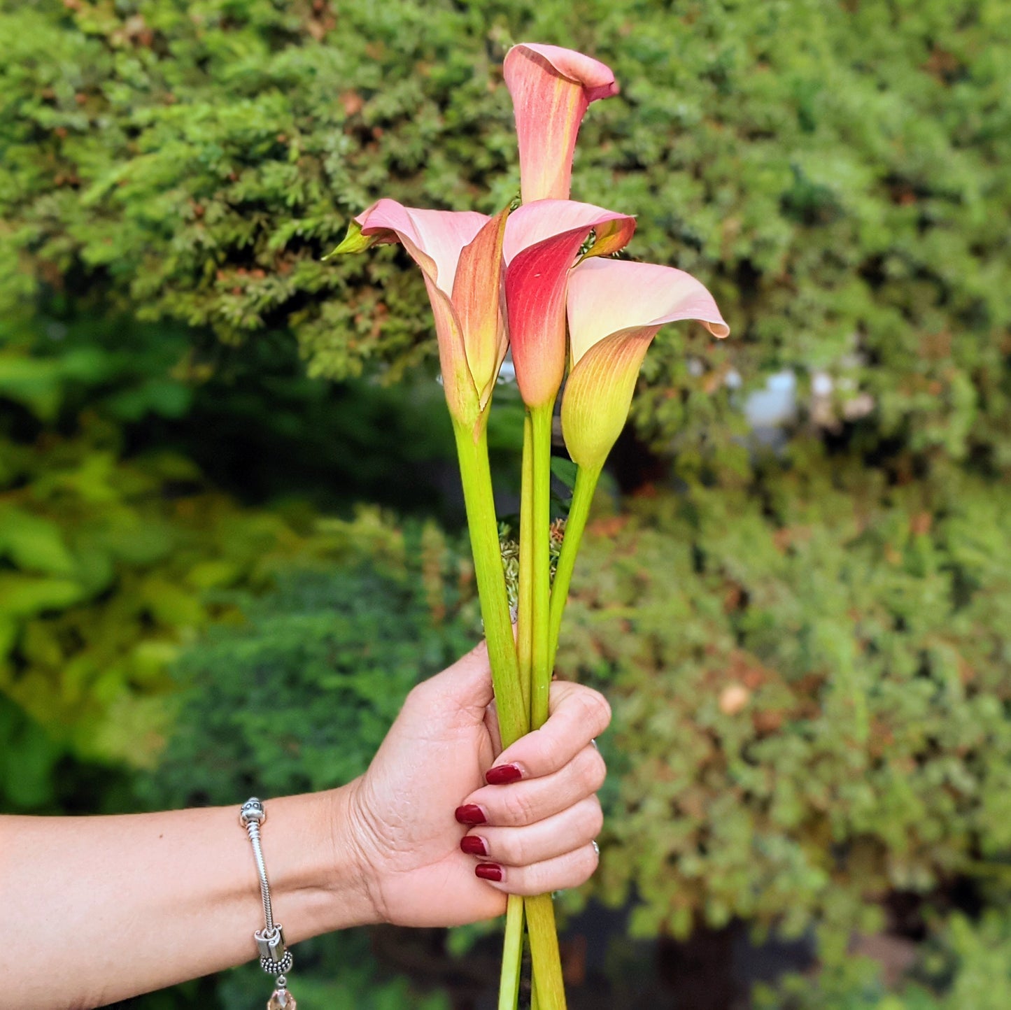 Peach Calla Lily Bunches