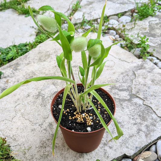 Lagurus Ovatus aka Bunny Grass
