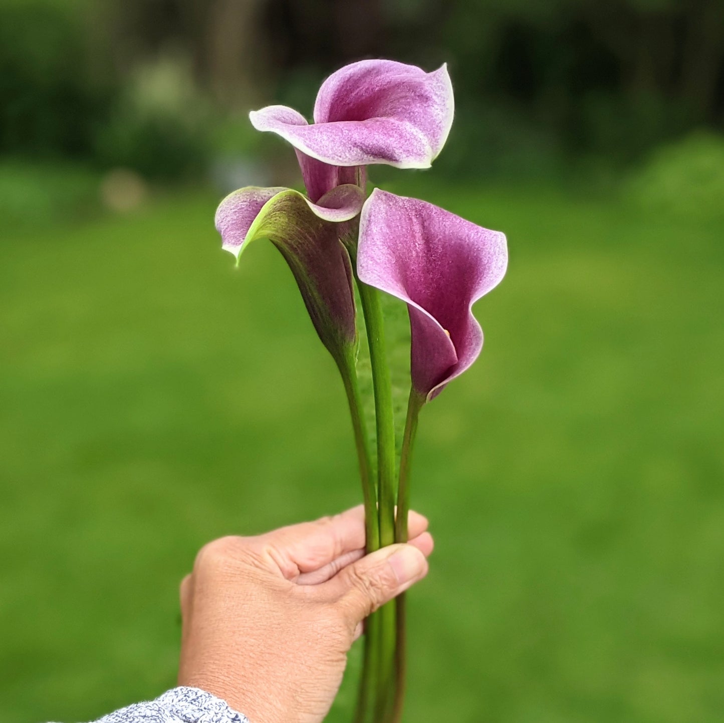 Calla Lily