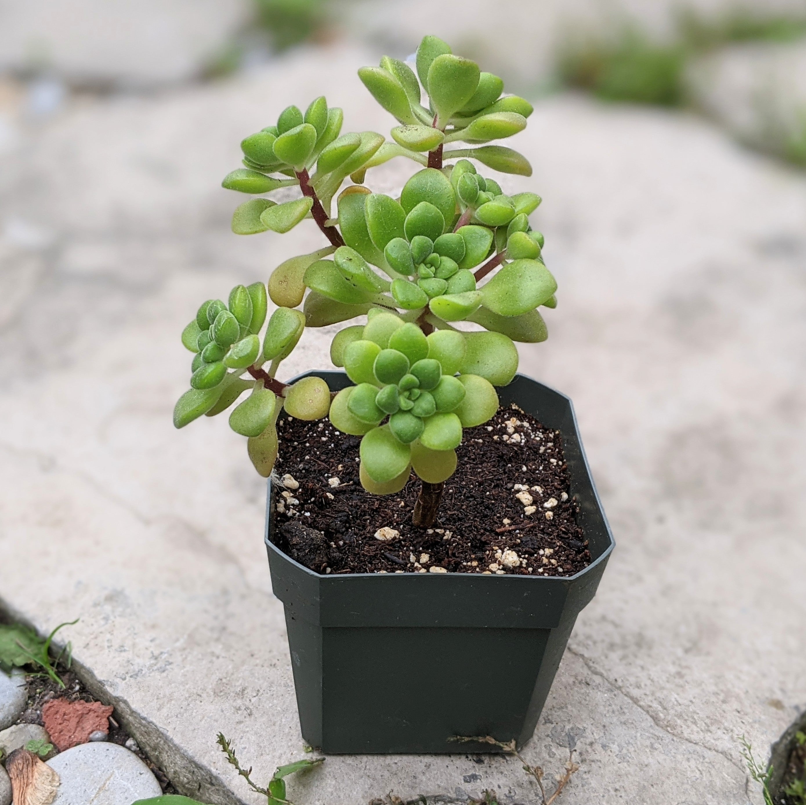 irish bouquet succulent Aeonium Lindleyi – Small Rosette Succulent with Velvety Leaves