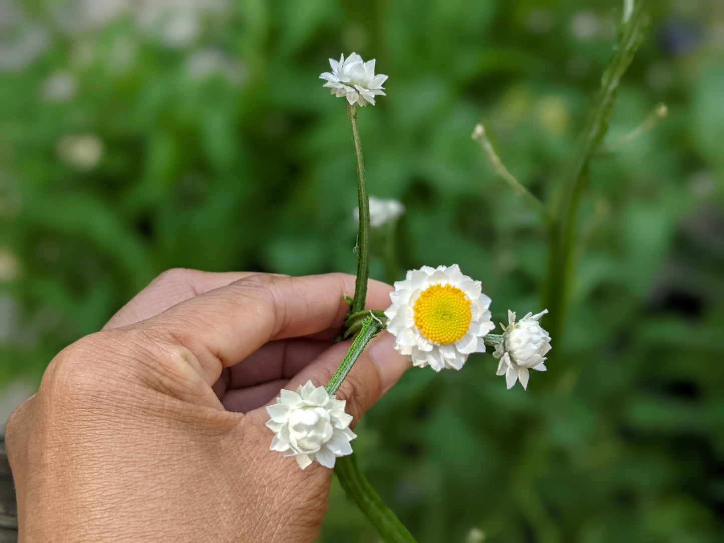 Close-up of Ammobium Winged Everlasting plant with white papery blooms and yellow centres.