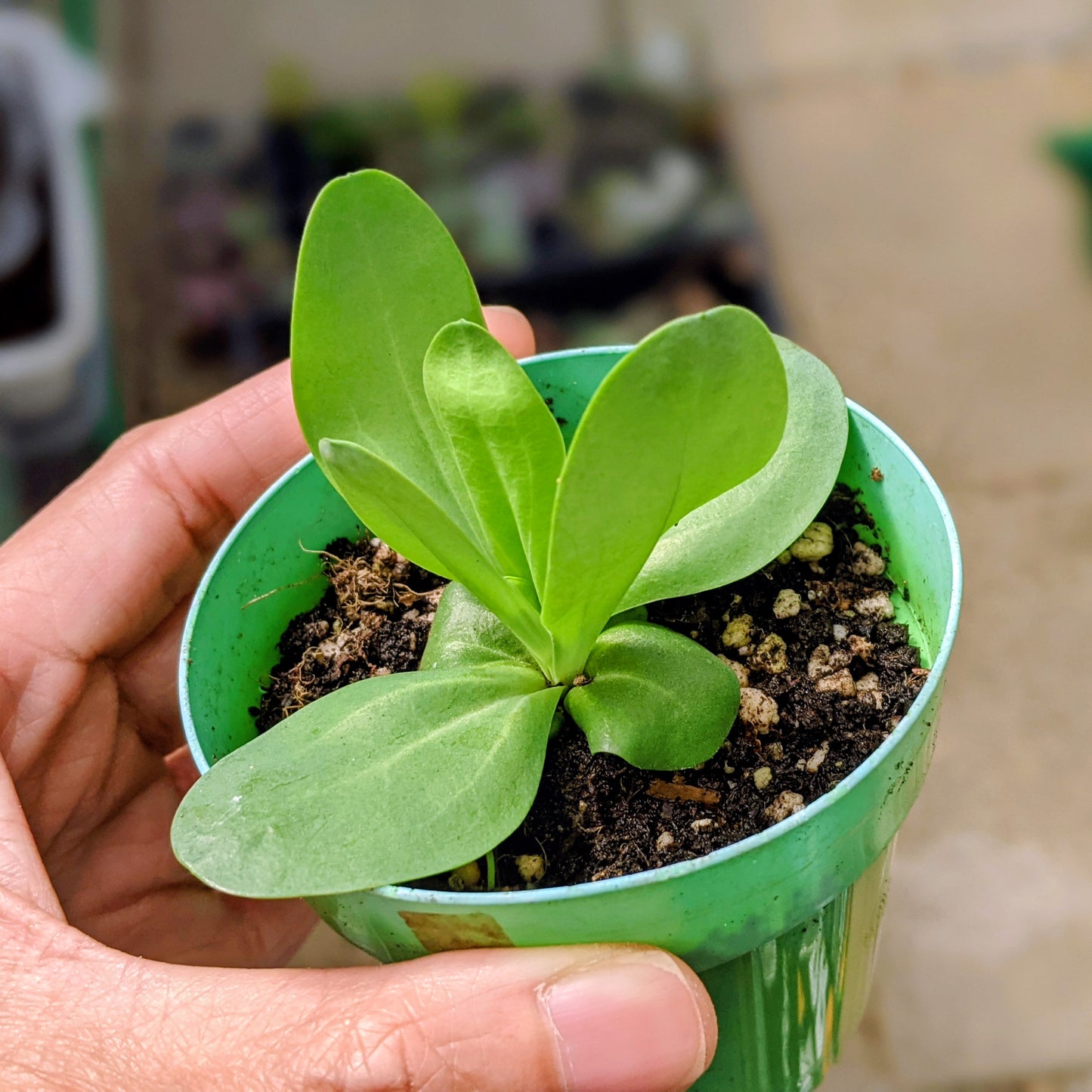 Lisianthus - Open-Pollinated Seedlings - 6 Starter Plants