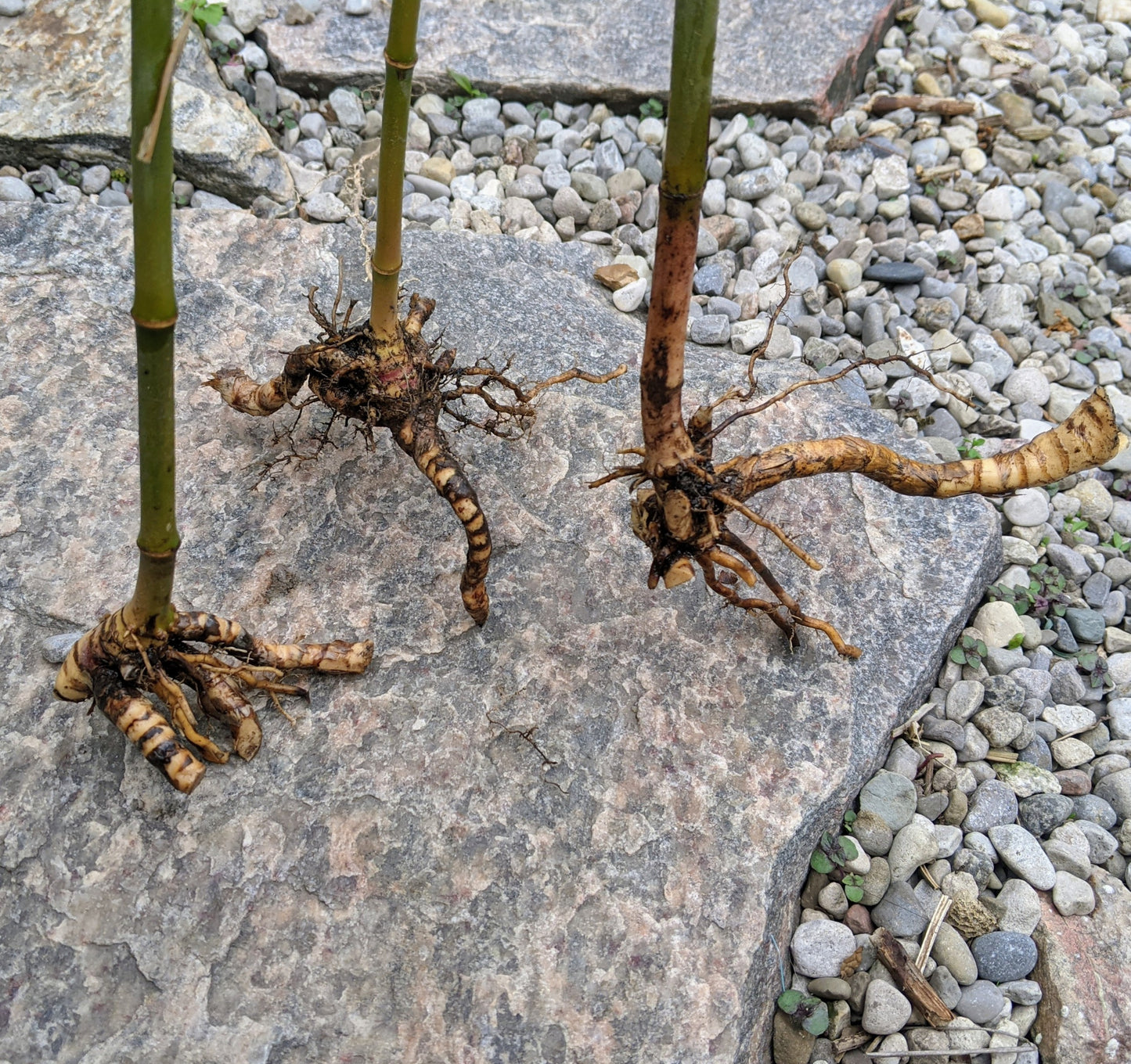 Fargesia bamboo with three culms and exposed root system