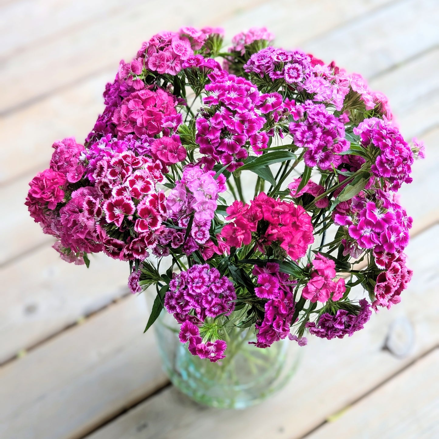 Bouquet of pink sweet william flowers in a clear vase on a wooden surface