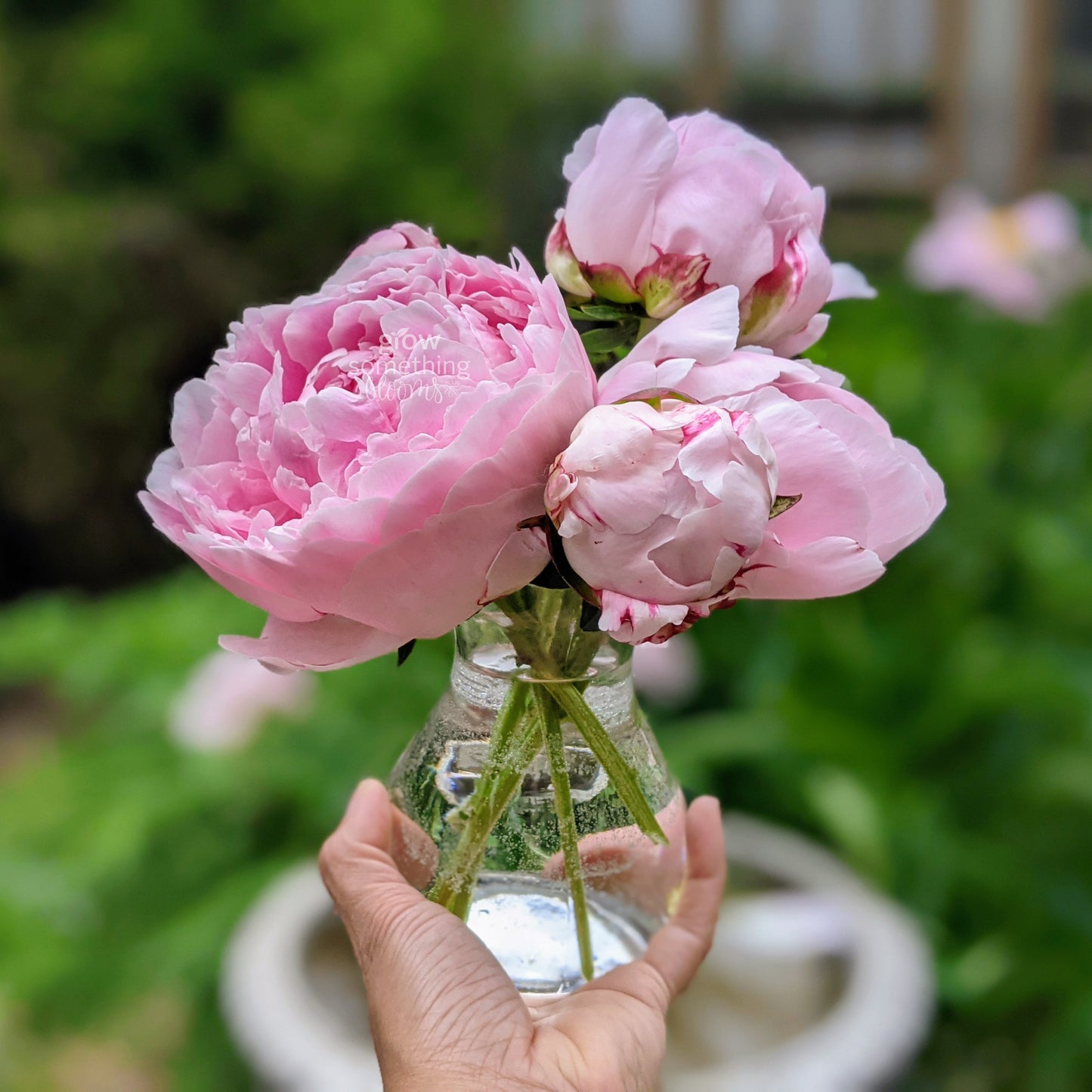 Pink Peony – Cut Flower Bunch (5 Stems)
