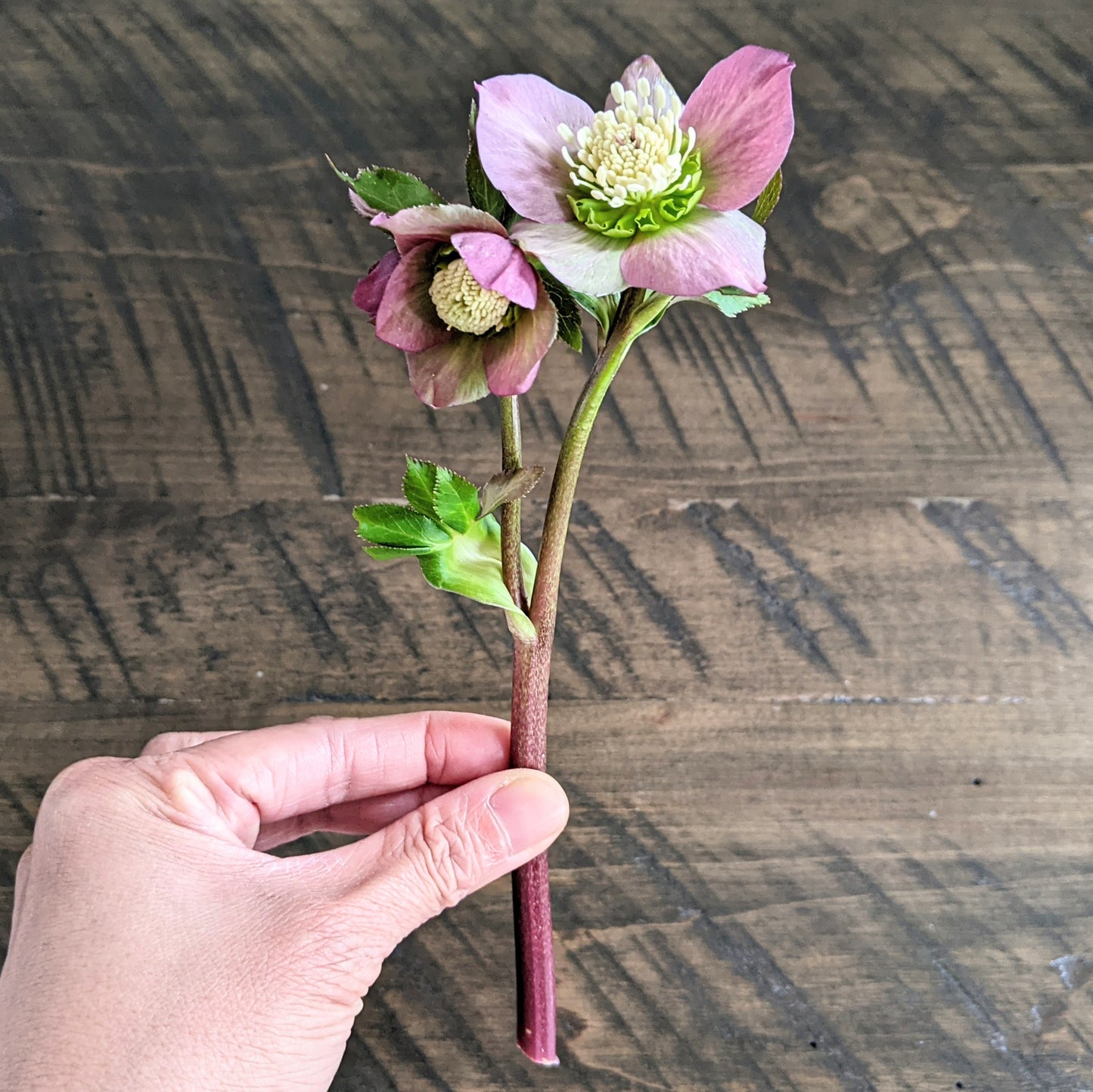 Pink hellebore stem with two Winter Rose flowers held in hand, showing 6-8" length for floral arrangements.