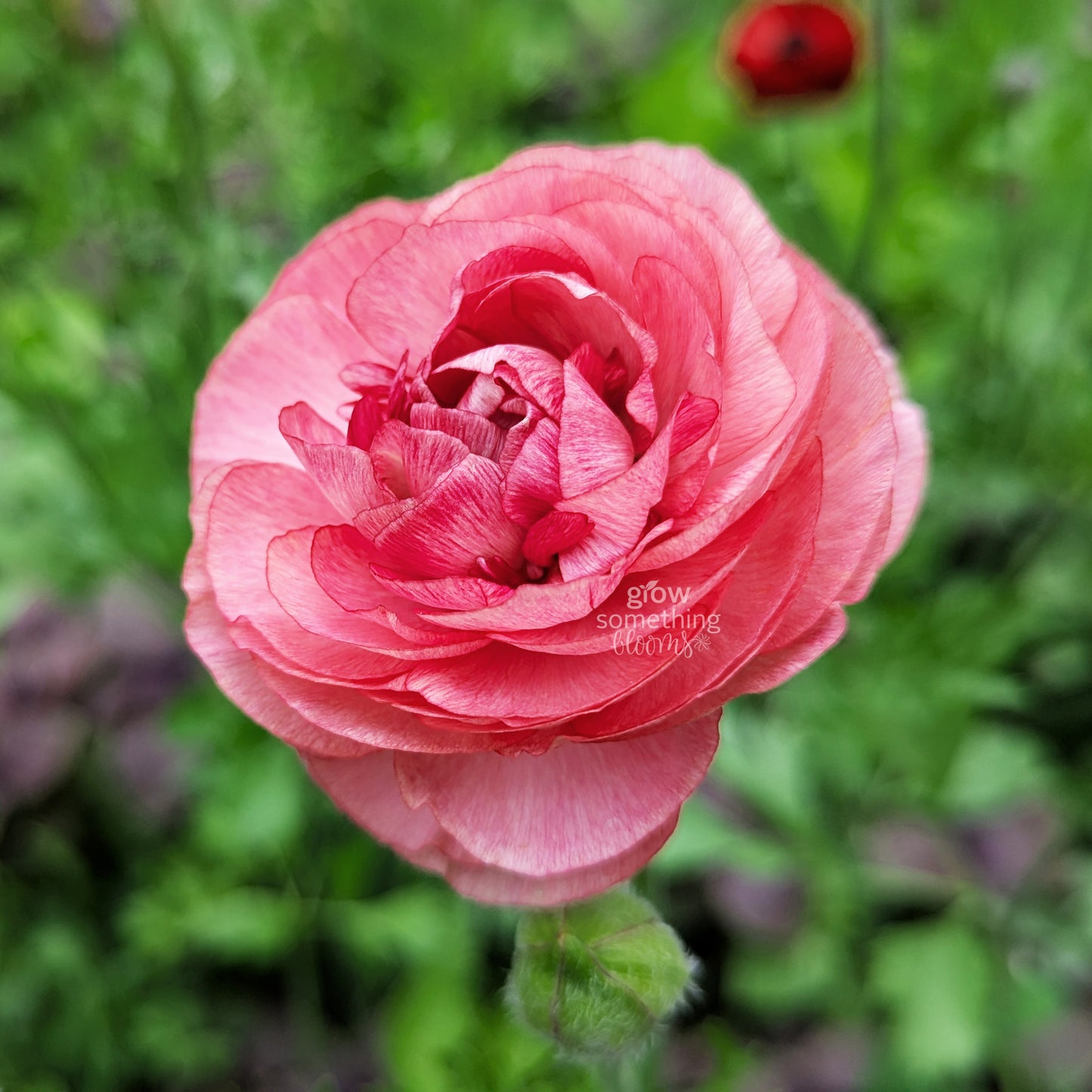 Ranunculus - Bundle