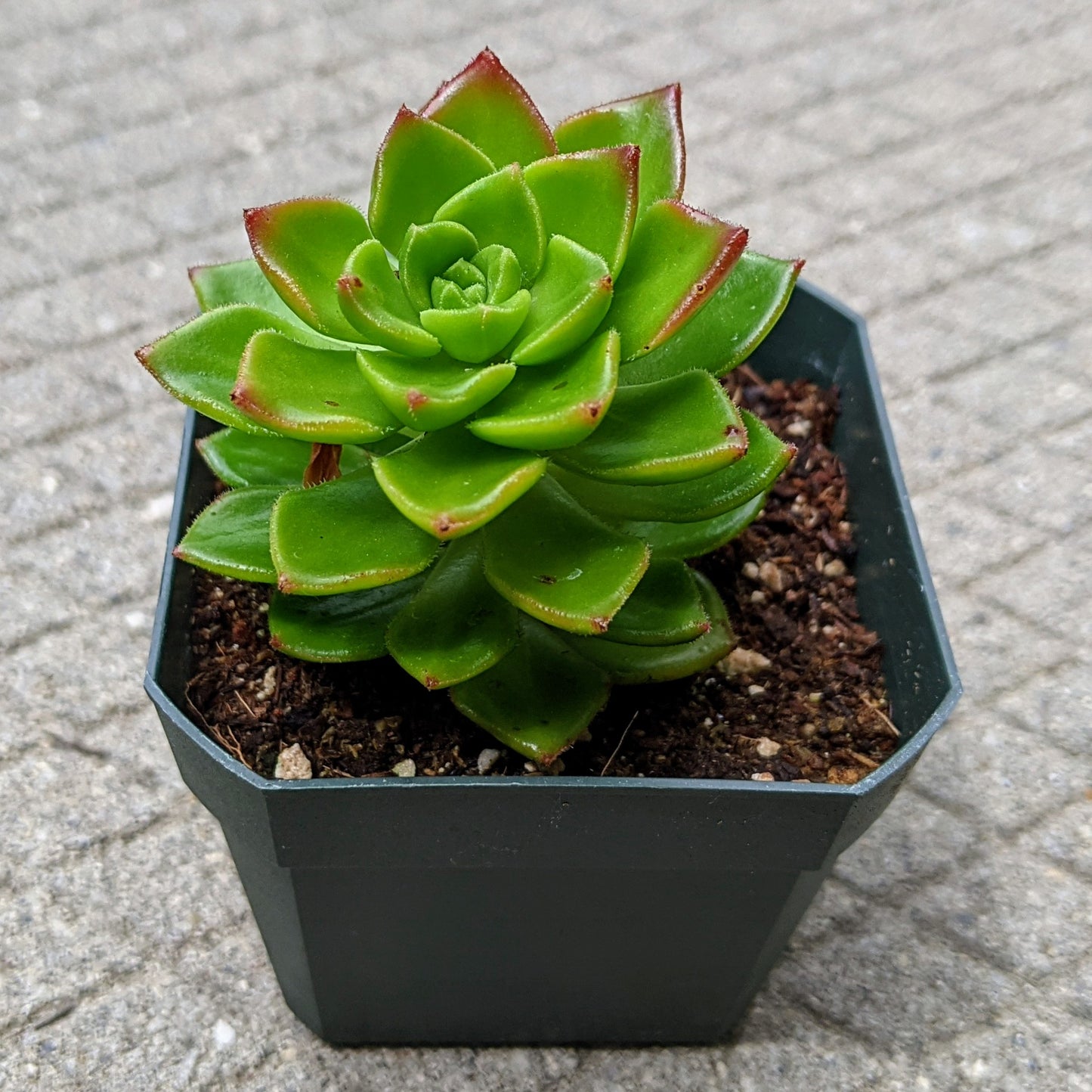 Close-up of Sedeveria ‘Letizia’ showing its glossy green leaves with red edges.